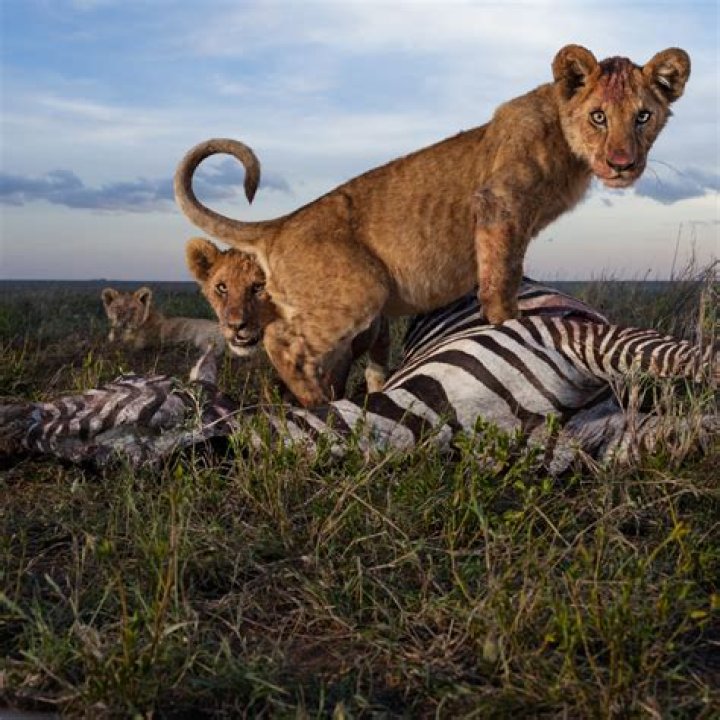 Predators