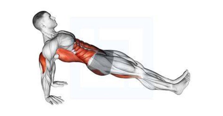 press up, arm, plank, fitness professional, chest, joint, leg, muscle, knee, abdomen,
