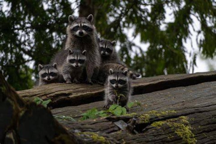 raccoon