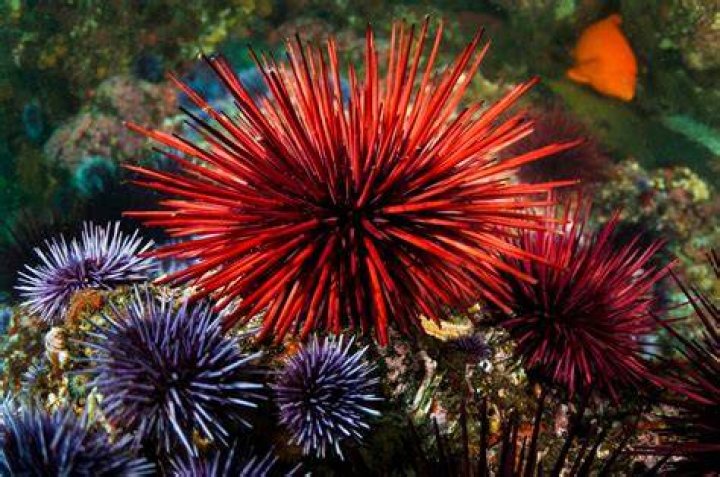 Red Sea Urchins