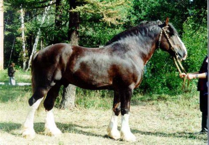 Russian heavy draft horse running in the sand