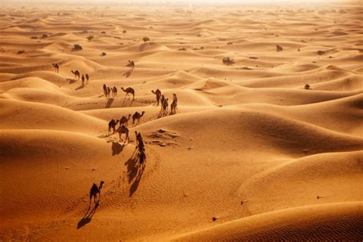 Saudi Arabia's national football team