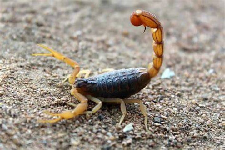 scorpion