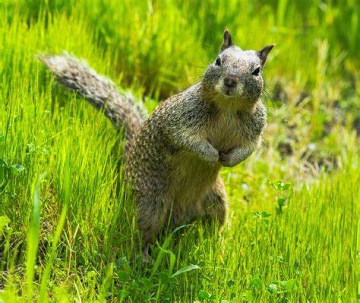 squirrel