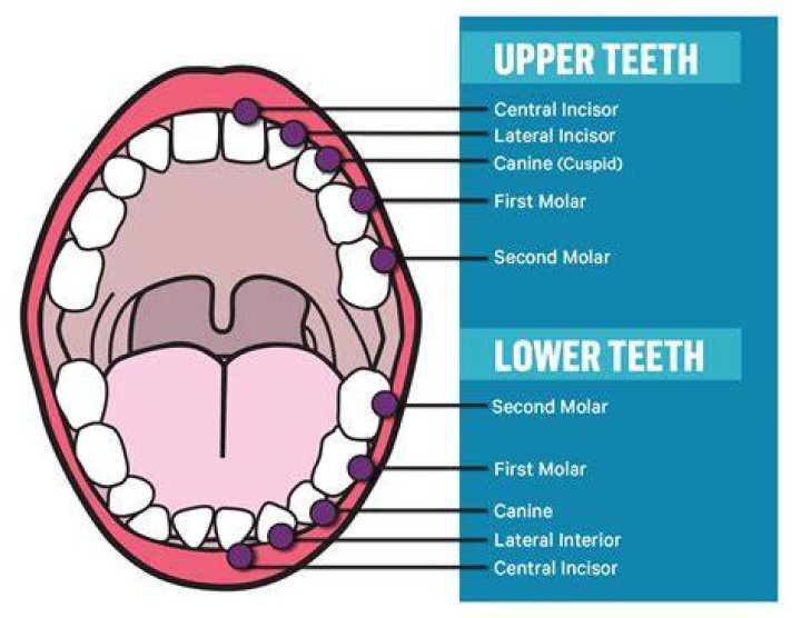 Teeth