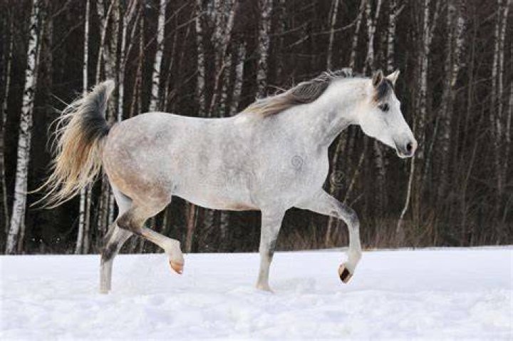 Tersk horse in the snow