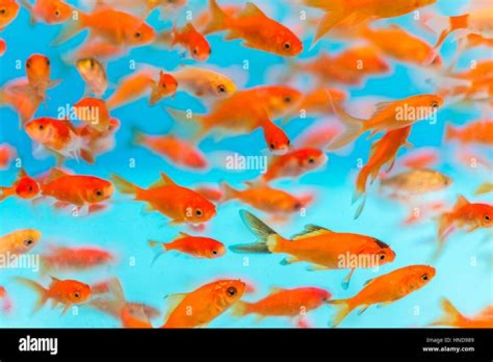 tiny gold fish