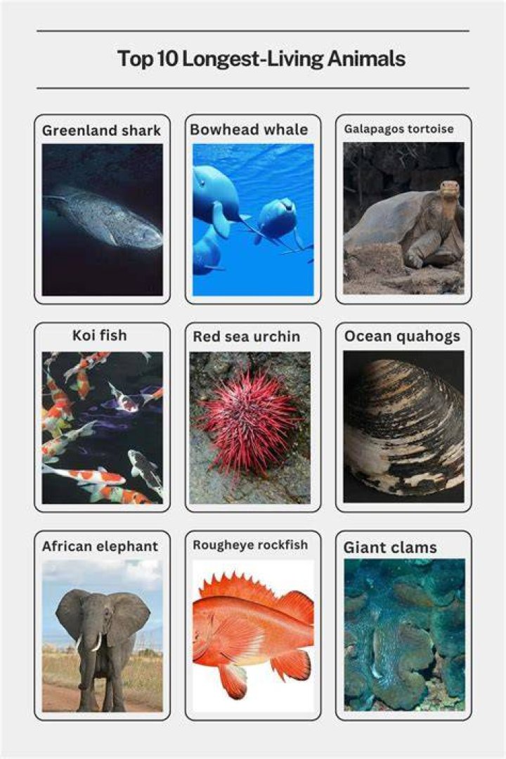 Top 10 Longest Living Animals In World!