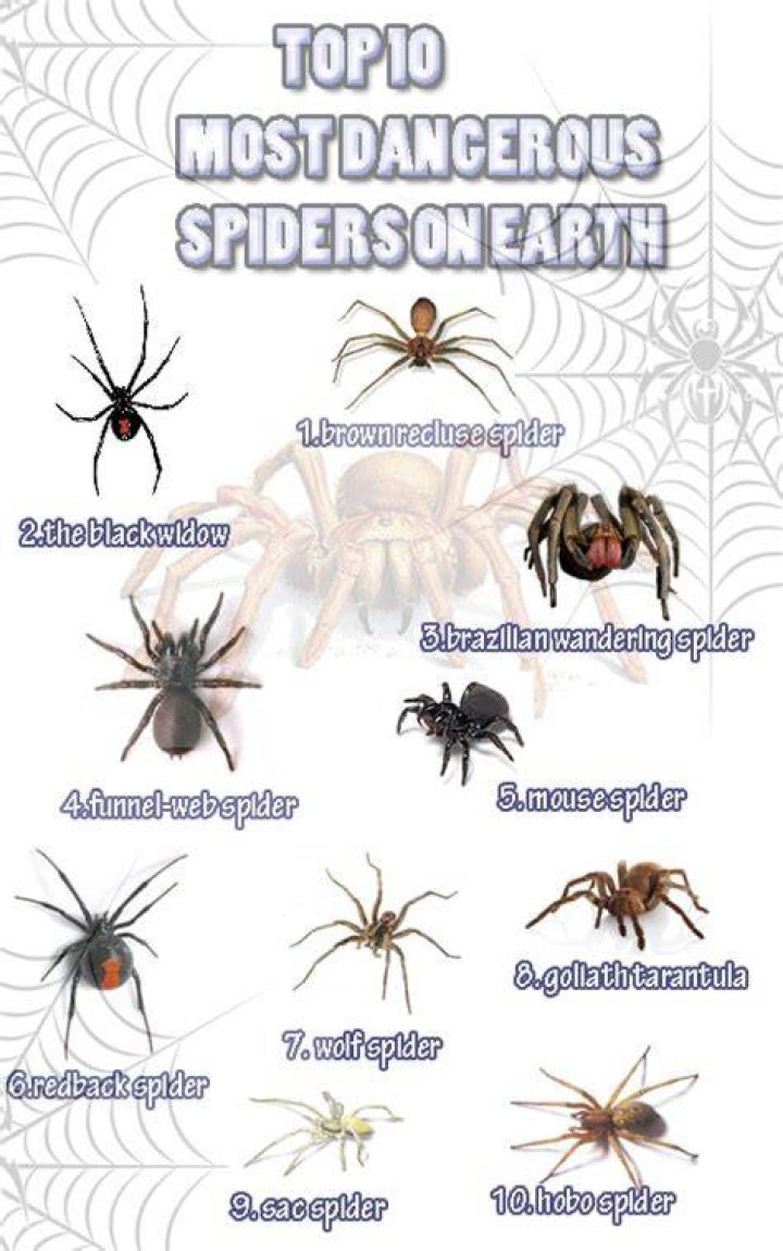 Top 10 Most Dangerous Spiders In The World!
