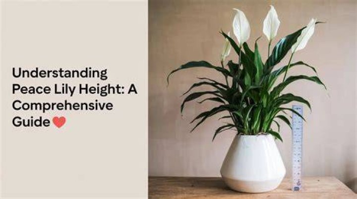 Understanding Slump6s Height: A Comprehensive Guide