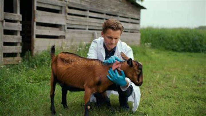 Volunteers treating a goat