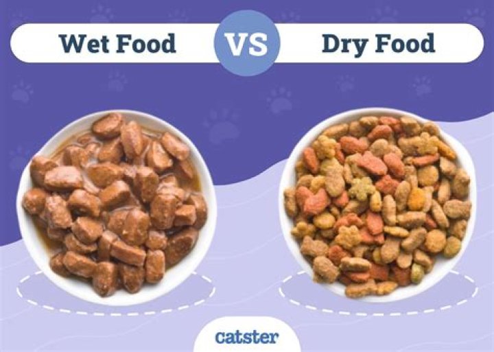 wet and dry food