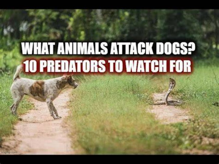What Animals Attack Dogs? 10 Predators to Watch For