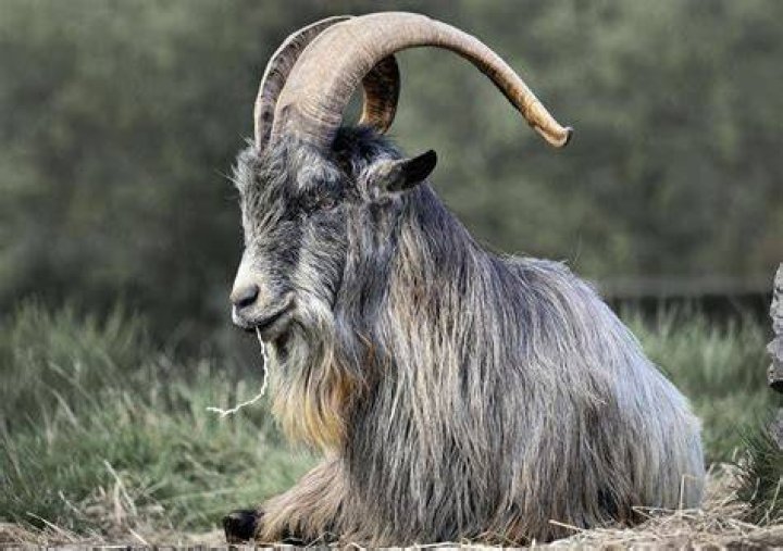 Who is the GOAT of baseball? Find out the best player to ever play the game.