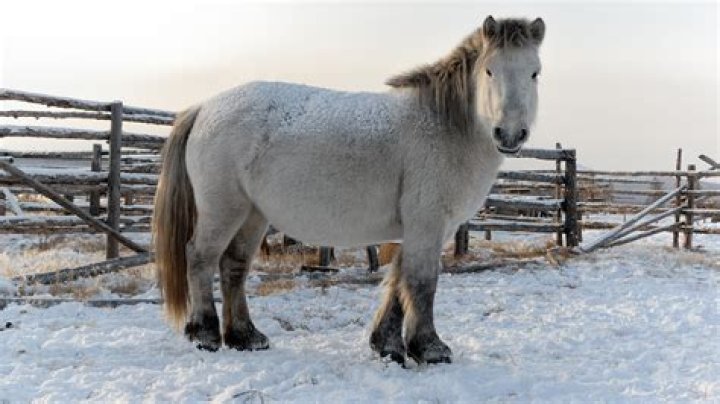yakut horses