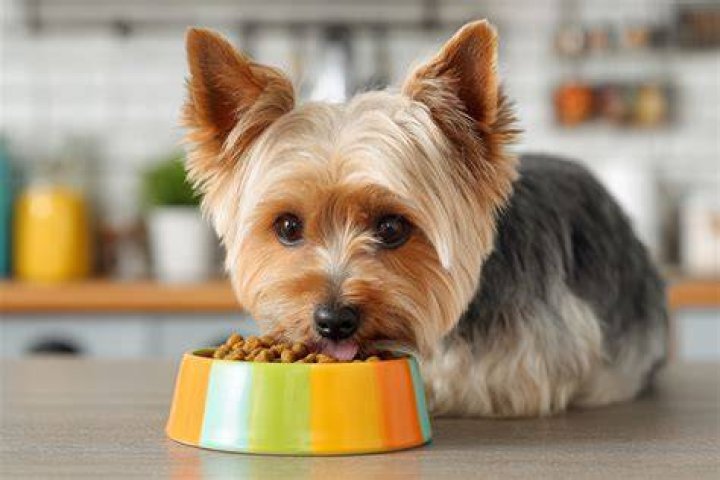 Yorkshire terrier eating from feeding bowl